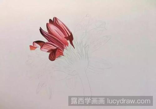 雏菊彩铅教程