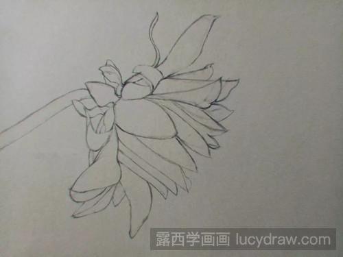 手绘彩铅花卉教程：画大丽菊的步骤