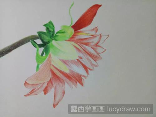手绘彩铅花卉教程：画大丽菊的步骤