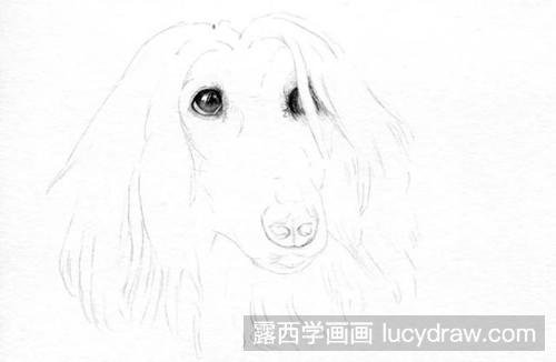 可爱的狗狗怎么画?素描画教程