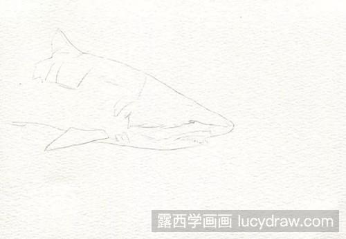 手绘水彩教程:鲨鱼的画法步骤