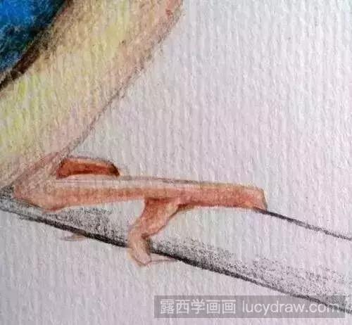 彩铅画教程：七彩鸟怎么画?