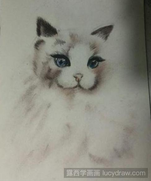色粉画教程：布偶猫如何画？