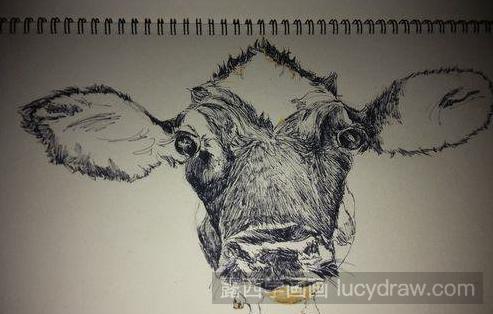钢笔画教程：怎么画牛头?
