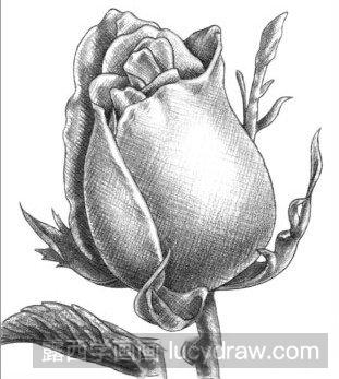 玫瑰花骨朵素描怎么画