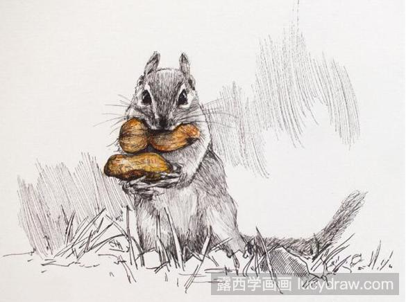 可爱的松鼠用钢笔画如何画？告诉你怎么画松鼠！