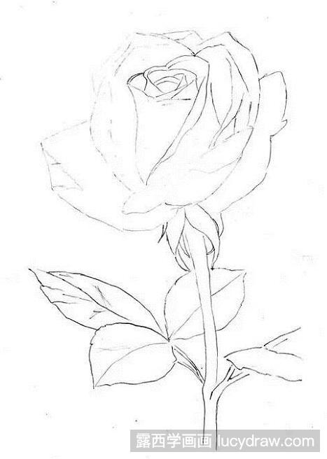 彩铅画红玫瑰怎么画？