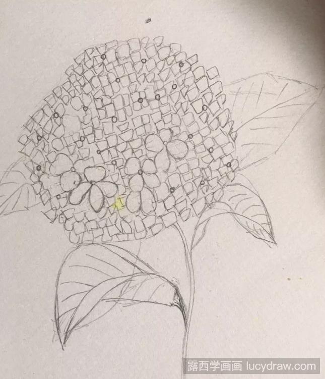 美丽的绣球花彩铅画教程是什么？