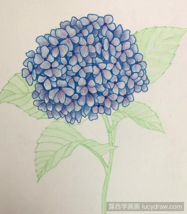 美丽的绣球花彩铅画教程是什么？