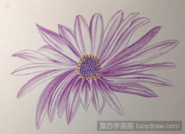 蓝目菊彩铅画怎么画？