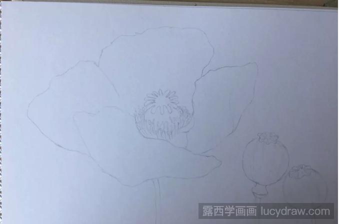 罂粟花彩铅画教程分享，如何画罂粟花?