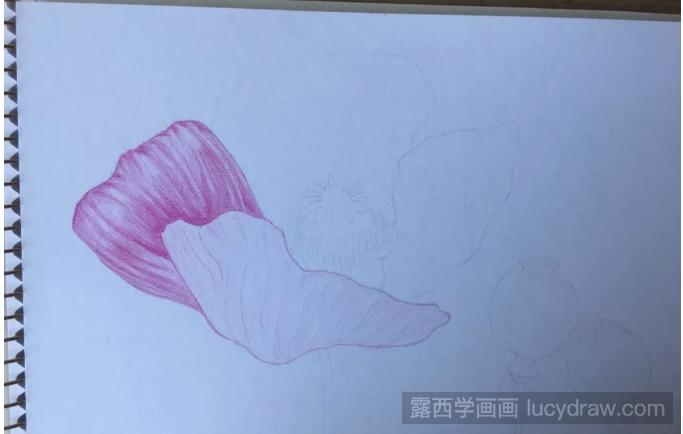 罂粟花彩铅画教程分享，如何画罂粟花?