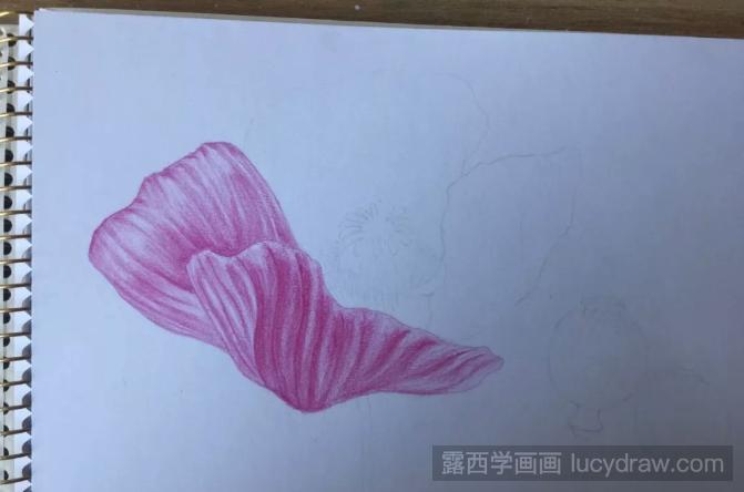 罂粟花彩铅画教程分享，如何画罂粟花?