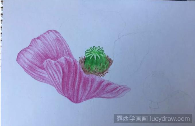 罂粟花彩铅画教程分享，如何画罂粟花?