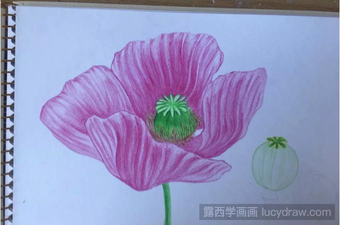 罂粟花彩铅画教程分享，如何画罂粟花?