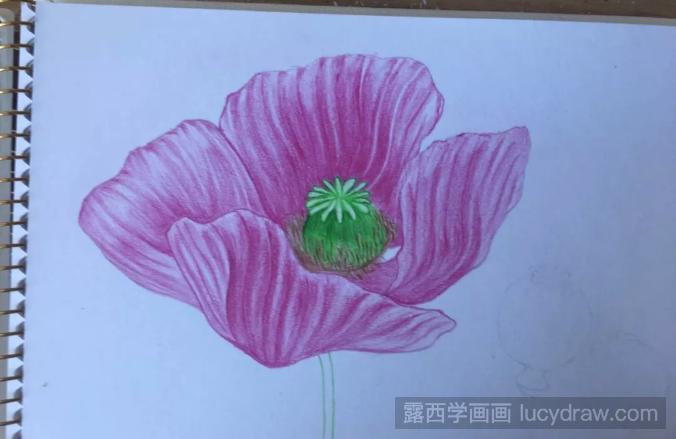 罂粟花彩铅画教程分享，如何画罂粟花?