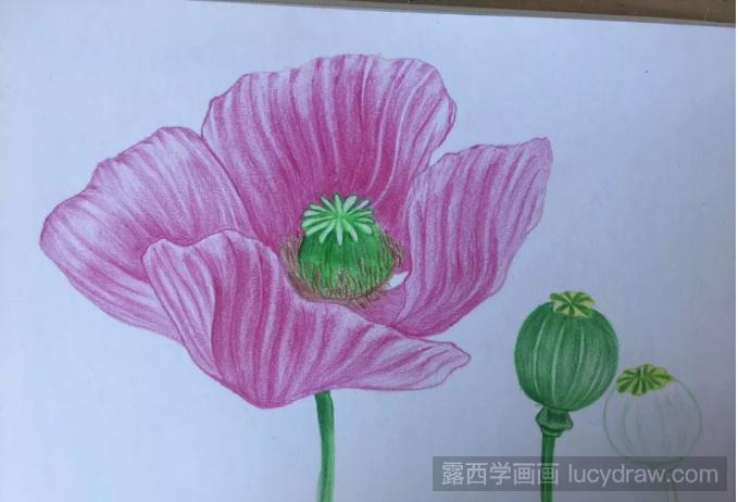 罂粟花彩铅画教程分享，如何画罂粟花?