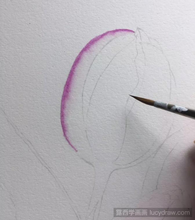 郁金香水彩画教程是什么？如何画郁金香？