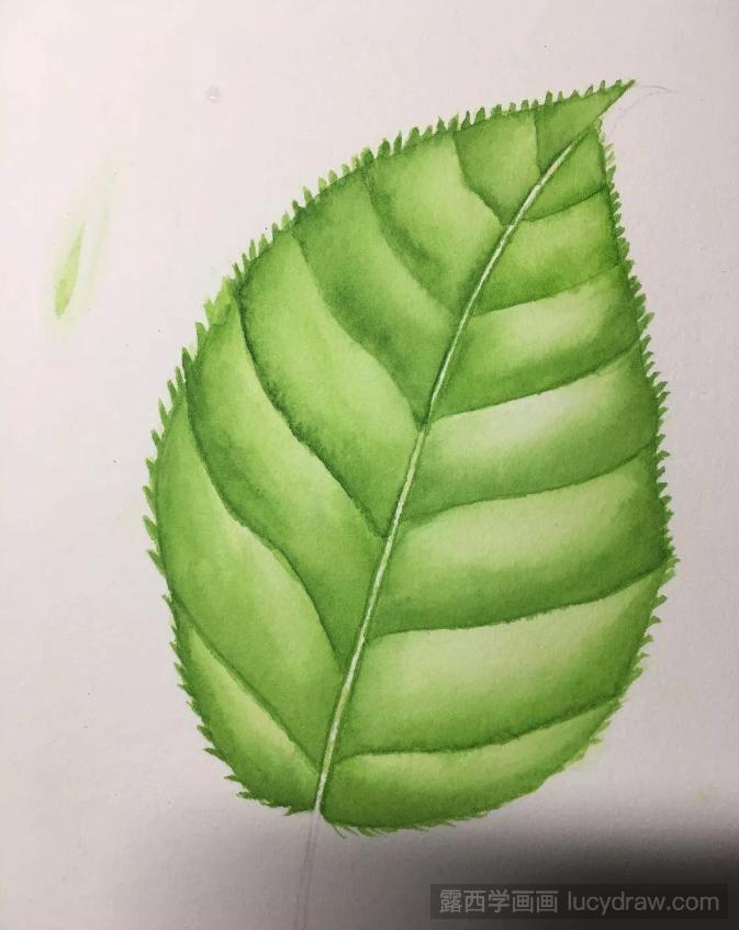 一片绿叶水彩画步骤是什么？