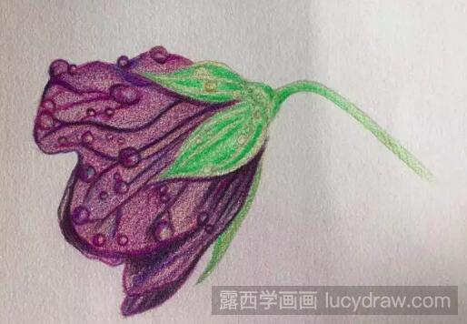 露珠紫花瓣彩铅画步骤是什么？