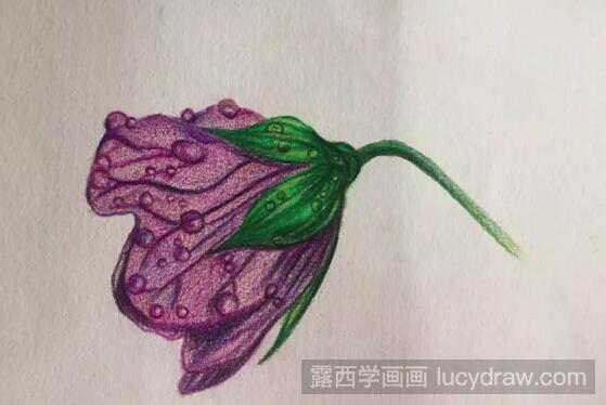 露珠紫花瓣彩铅画步骤是什么？