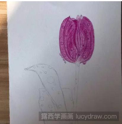 紫色郁金香的彩铅画教程是什么？