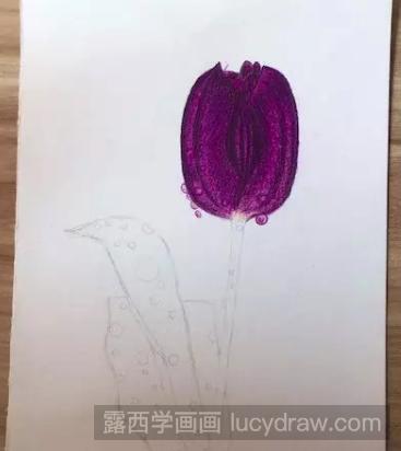 紫色郁金香的彩铅画教程是什么？