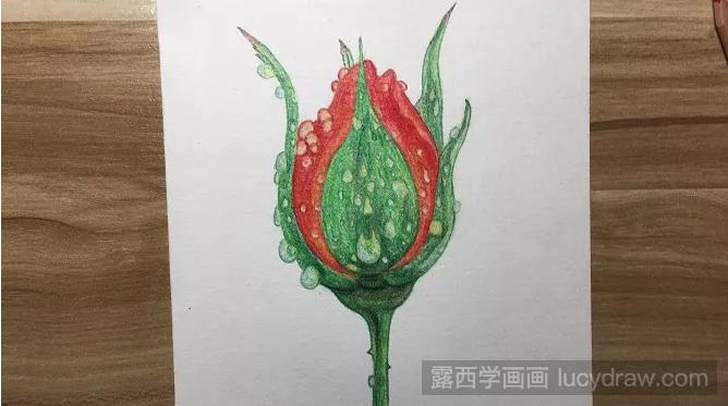 晨雨中的玫瑰花彩铅画如何画？