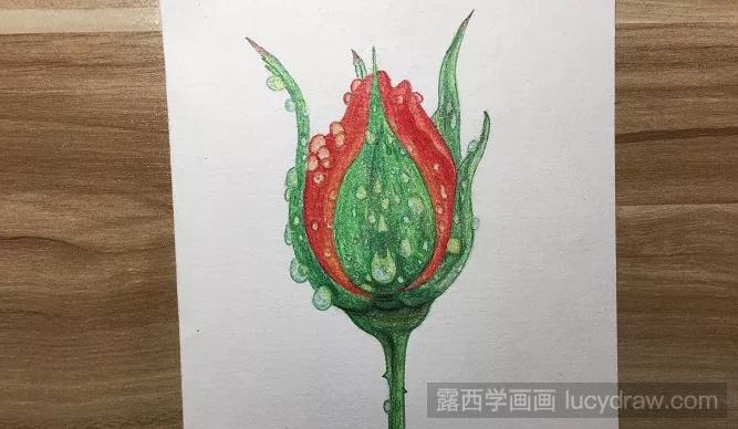 晨雨中的玫瑰花彩铅画如何画？