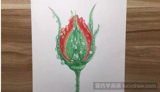 晨雨中的玫瑰花彩铅画如何画？