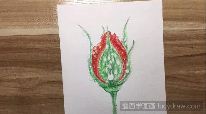 晨雨中的玫瑰花彩铅画如何画？