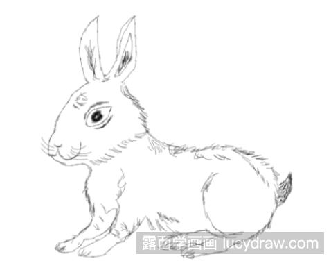 可爱的兔子素描画怎么画？