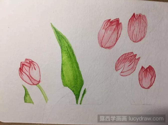 5朵郁金香水彩画教程
