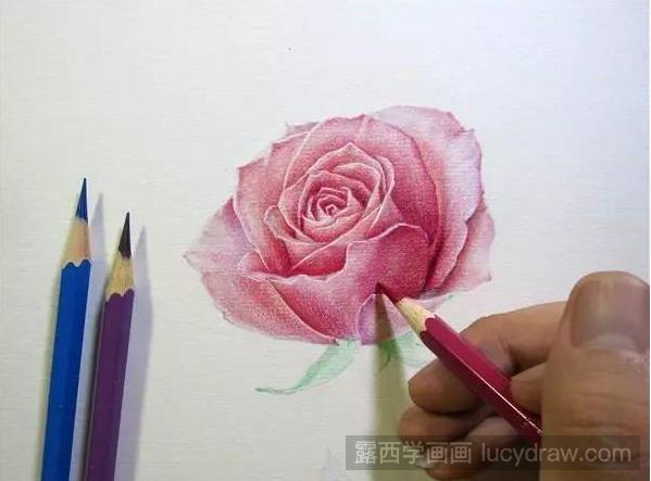如何用彩铅笔画出美丽的玫瑰花？彩铅画教程分享