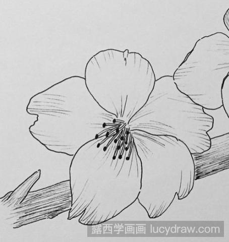 樱花钢笔画教程分享，告诉你如何用钢笔画美丽的樱花