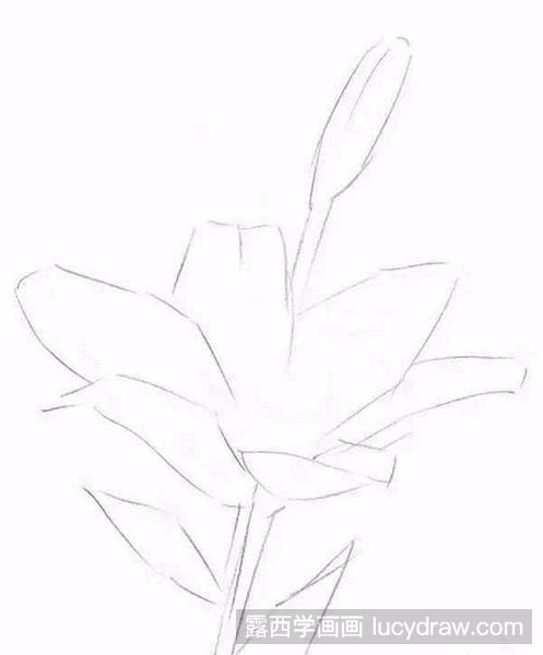 百合花素描教程分享，告诉你如何画花卉