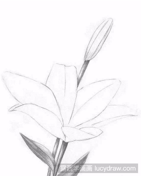 百合花素描教程分享，告诉你如何画花卉