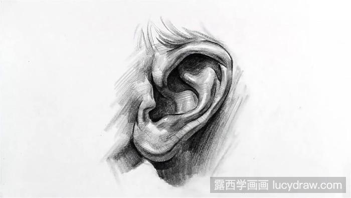 素描人物耳朵画法步骤是什么?人物五官素描教程
