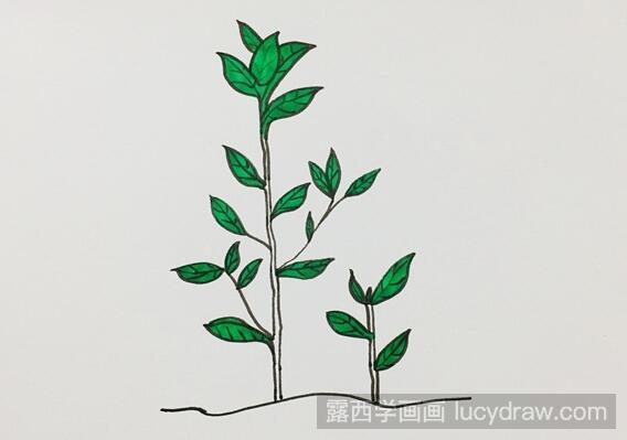 茶叶树的简笔画怎么画?一步一步教你画茶叶的树