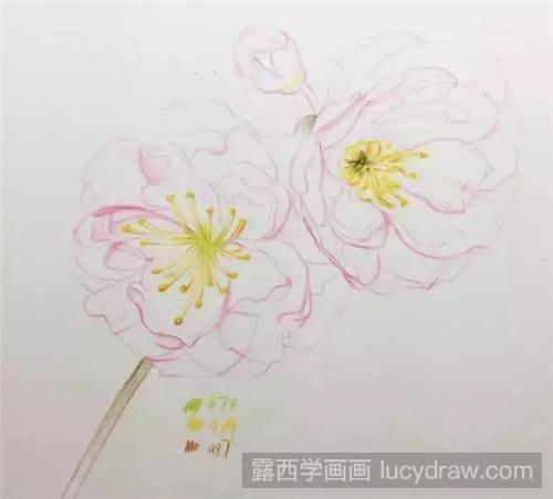 樱花水彩画怎么画？教你十五分钟完成一幅水彩樱花