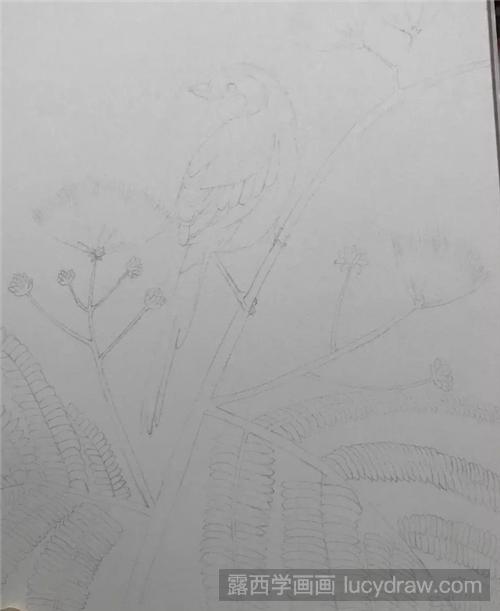 合欢枝上的翠鸟怎么画？怎么画彩铅翠鸟？