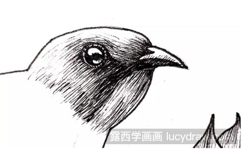 吊钟花上的啄木鸟怎么画？倒挂金钟钢笔画教程