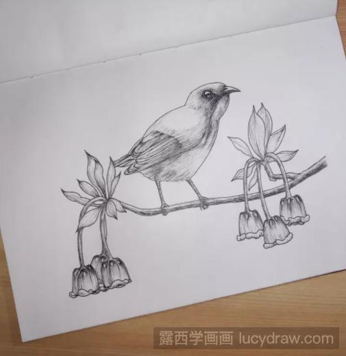 吊钟花上的啄木鸟怎么画？倒挂金钟钢笔画教程