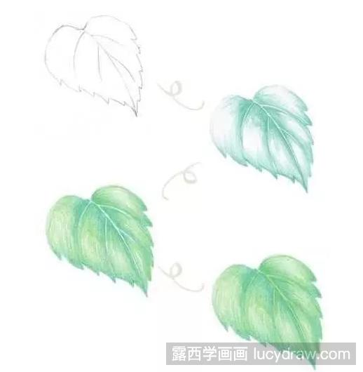 花叶用彩铅怎么画？不同上色方式下的花叶效果