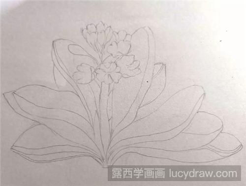 君子兰彩铅画怎么画？零基础学习花卉彩铅