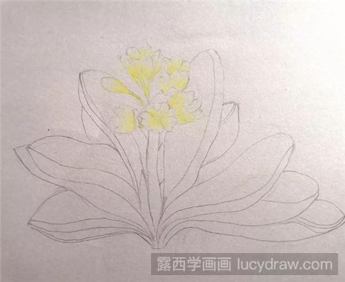 君子兰彩铅画怎么画？零基础学习花卉彩铅