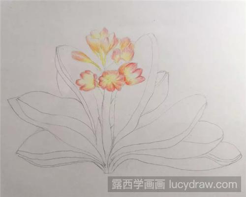 君子兰彩铅画怎么画？零基础学习花卉彩铅