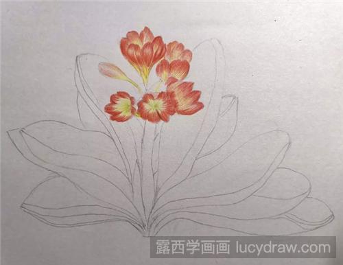 君子兰彩铅画怎么画？零基础学习花卉彩铅