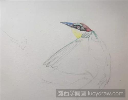 斑斓的花鸟该怎么画？超详细的花鸟彩铅画步骤图