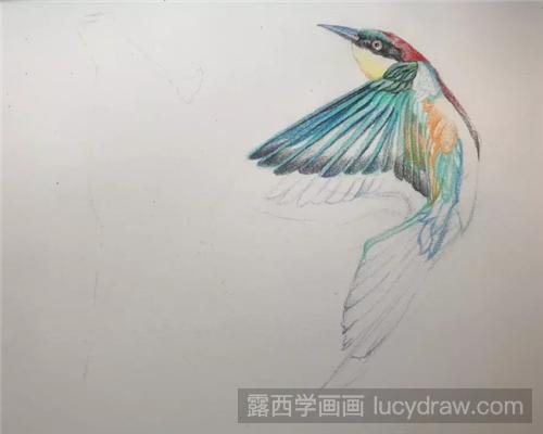 斑斓的花鸟该怎么画？超详细的花鸟彩铅画步骤图